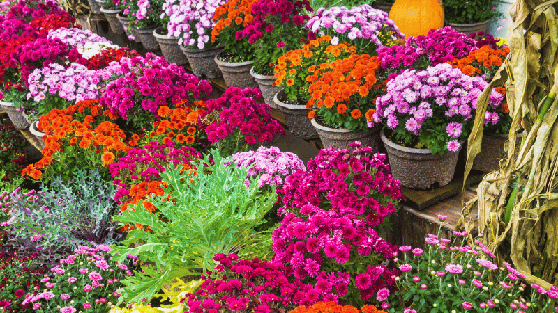 Where to Find Fall Flowers, Mums, and Seasonal Décor Around Long Island | Laffey Real Estate